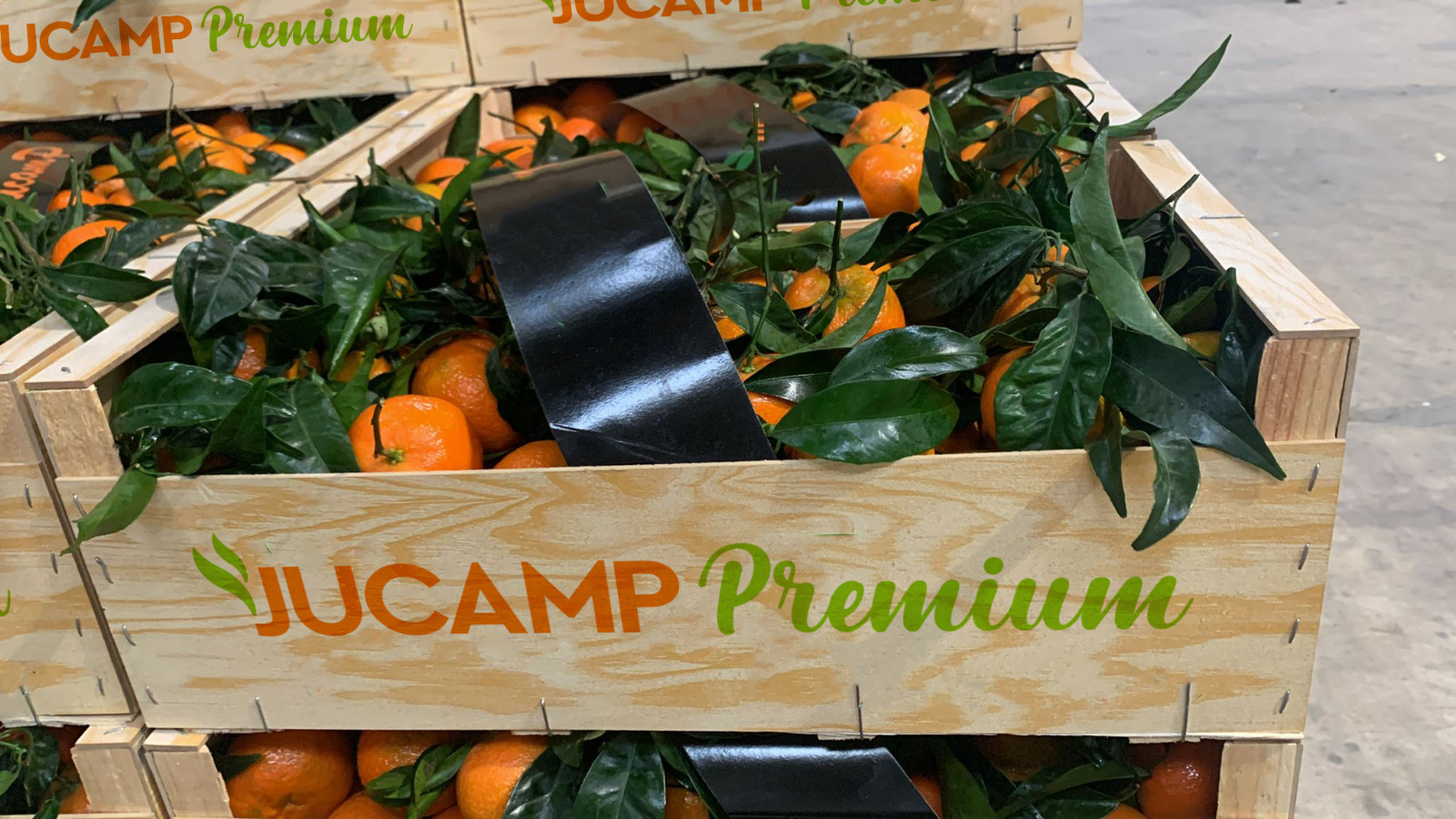Jucamp Premium