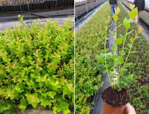 La variedad protegida de arándano Jusant I despierta gran interés por sus fechas tempranas de recolección